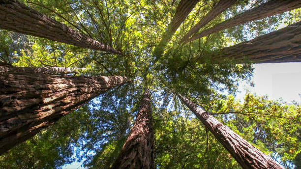 Reliable Chinook, MT Tree Services Solutions